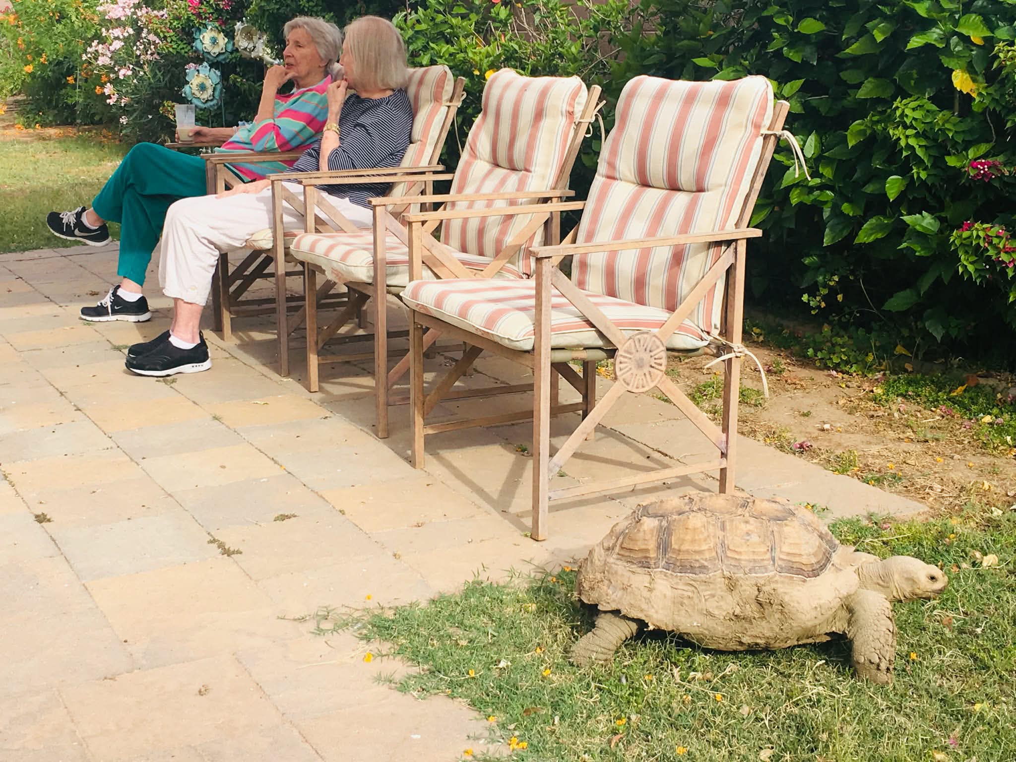 Residents relaxing on the patio as a tortoise walks through the garden
